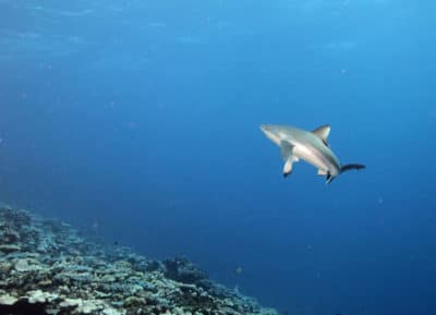 Grey Reef Shark Mid-Turn