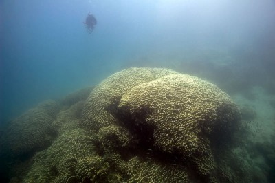 Giant pavona clavus sized against scientific diver.