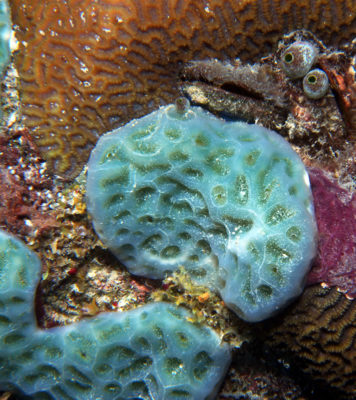 Lissoclinum patellum tunicate.