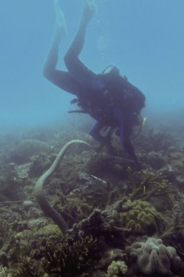 Olive sea snake bending with scientific diver.