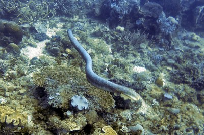 Olive sea snake finding fresh hunting on the Great Barrier Reef.