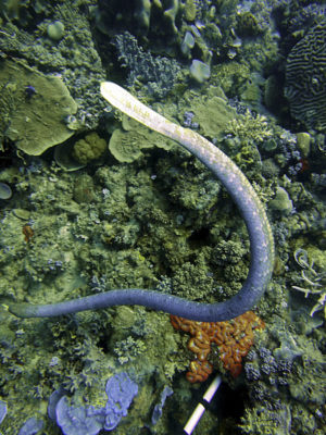 Olive sea snake hunts in crevices on the Great Barrier Reef.