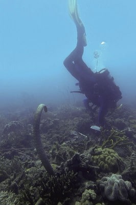 Olive sea snake stretching with scientific diver.