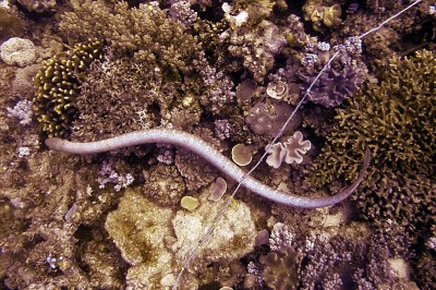 Olive sea snake unperturbed by ropes and meter sticks and other scientific gear on the Great Barrier Reef.