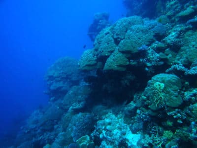 Porites Bommies on Ribbon Reef 7 of the Great Barrier Reef