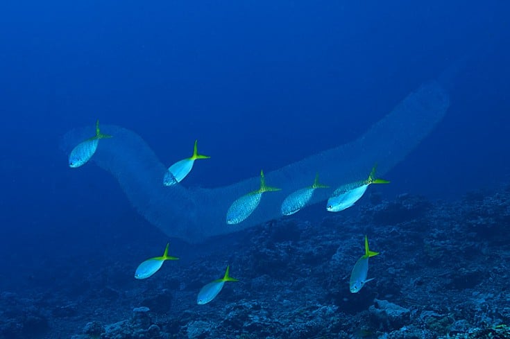 Pyrosomes: The Fire Salps of the Great Barrier Reef KSLOFLiving Oceans ...