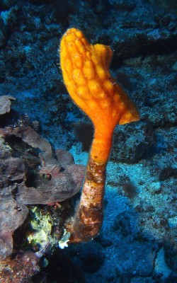 Pyura stalked sea tulips.