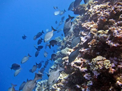 Fish surveys on the Great Barrier Reef