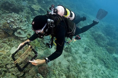 Scientific diver laying out the chain to measure reef rugosity.
