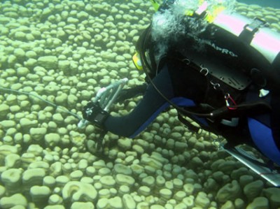 Scientific diver measuring a giant pavona clavus colony.