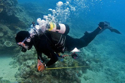Scientific diver running out the transect tape to measure reef rugosity.