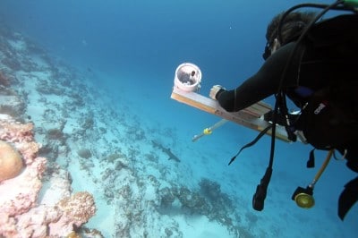 Scientific diver using stereocam to video shark.