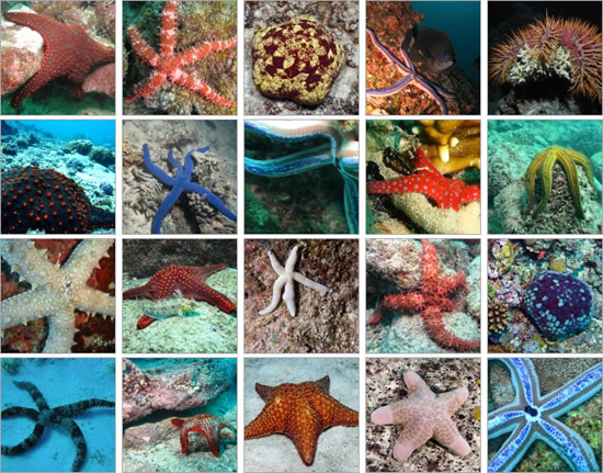 Types Of Starfish: 12 Incredible Sea Star Species – Citrus Reef