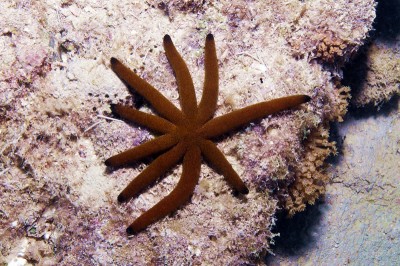 Sea Star with nine arms.