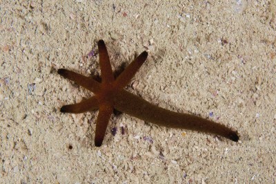 Sea star with partial regeneration.