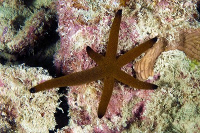 Sea star with partial regeneration.