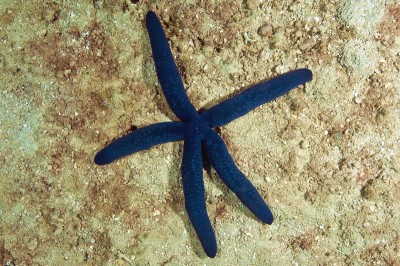 seastar2