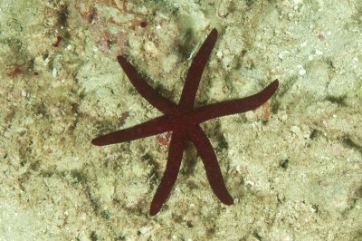 seastar3