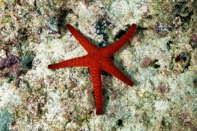 seastar4