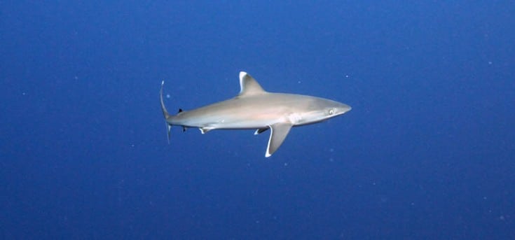 Small Silvertip Shark