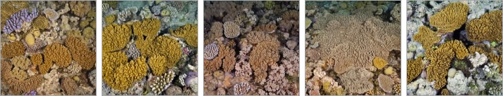 Soft Coral Images of the Great Barrier Reef
