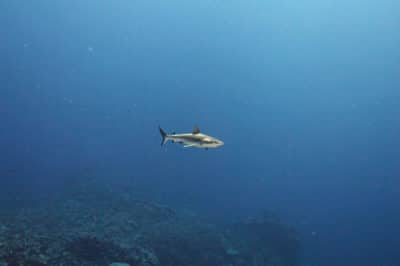 Solitary Grey Reef Shark