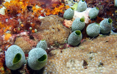 Solitary tunicate Atriolum robustum