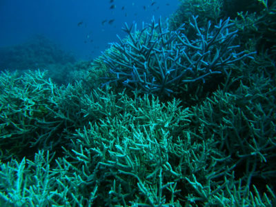 Staghorn Coral of Ribbon Reef 7 of the Great Barrier Reef