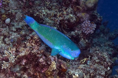 Parrotfishes of the Great Barrier Reef: Steephead Parrotfish Chlorurus microrhinos.
