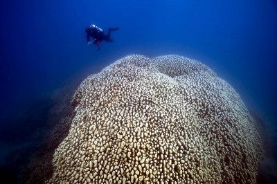 Surface detail of giant pavona clavus.