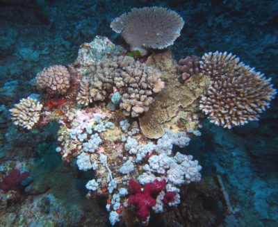 A long dead table acroporid colonized by two table acroporids, Pocillopora, Montipora, branching Acropora and several soft corals.