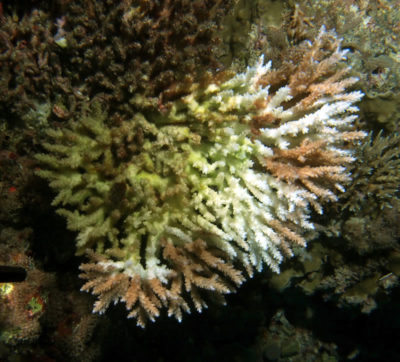 Small table acroporids with a coral disease