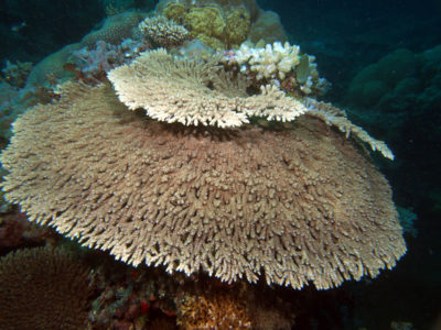 Small table coral, Acropora hyacinthus