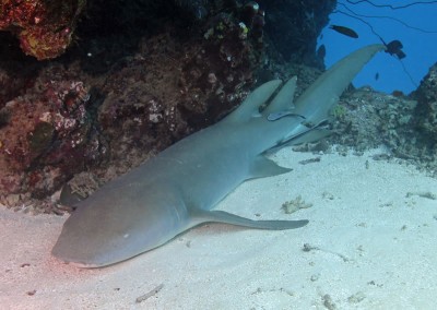 Tawny nurse shark at rest under coral overhang.
