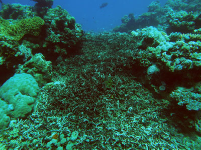 A thicket of staghorn coral that was flattened by Cyclone Ita.