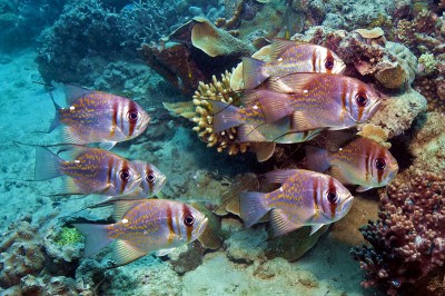 Threadfin Pearl Perch, Glaucosoma magnificum