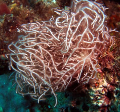 Trichoglea Coral on a Midshelf Reef of the Great Barrier Reef