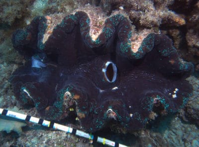 Giant Clam, Tridacna Gigas, on a midshelf reef of the Great Barrier Reef.