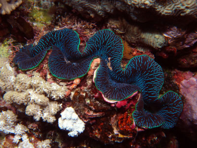 Giant clam, Tridacna Maxima, on a midshelf reef of the Great Barrier Reef.