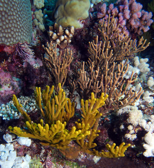 Swimming Among Soft Corals of the Great Barrier Reef - KSLOFLiving ...