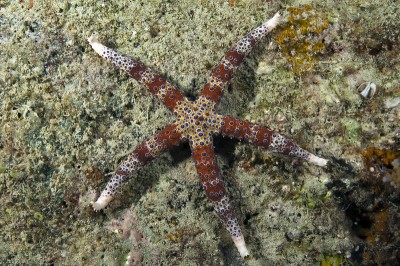 Watson’s Sea Star, Gomophia watsoni