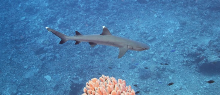 Whitetip Reef Shark