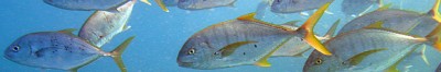 Predatory Fish Schooling on the Great Barrier Reef