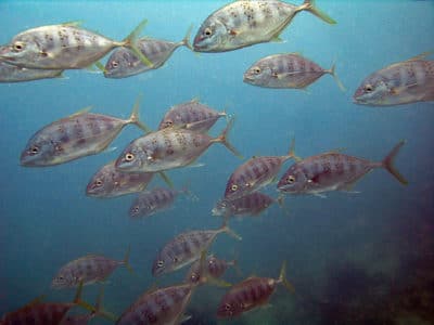 School of barred jacks evidently less interested in breeding.