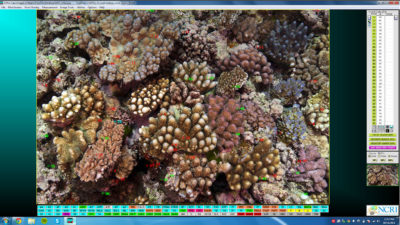 Point overlay mode using CPCe software to identify organisms