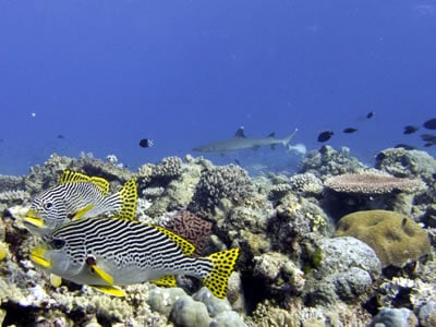 Diagonal Banded Sweetlips and White tip Reef Shark