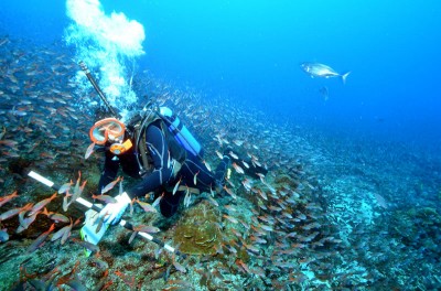 Millions of fish filled the water near Darwin Island.