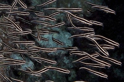 Eel Catfish of the Great Barrier Reef