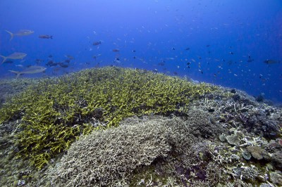 Expansive patch of yellow brancing Acropora.