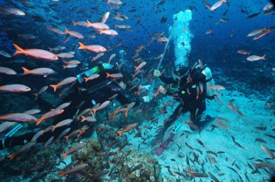 Clouds of fish obscure the view for divers from the Living Oceans Foundation as they survey the coral near Darwin Island, Galapagos’. © KSLOF